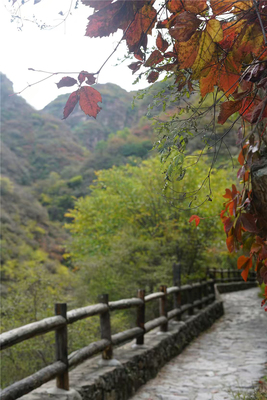 秋景